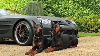 Doberman Pinscher  The Best Guard Dog [upl. by Krenn]