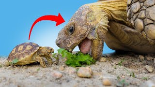 Best INDOOR Sulcata Tortoise Enclosure Everything you need to know  hatchling care and set up [upl. by Johanna]