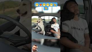 Dog gadi chala raha hai short video dog doglover funny dogslife adorabledog doggie [upl. by Evanne]