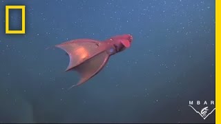 Vampire Squid Turns Itself quotInside Outquot  National Geographic [upl. by Emmott]