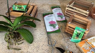 How to Repot Phalaenopsis Orchids Step by Step Beginner Orchid Care [upl. by Dnalyk611]