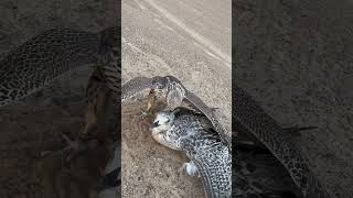 Bird falcon attack birds wildlife animals nationalgeographic [upl. by Dannica54]