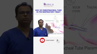 Respiratory Tract Anatomy part 2 RespiratoryAnatomy LungAnatomy BreathingBasics AirwayAnatomy [upl. by Euphemie]