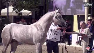 N 107 URANIO DY AECCA Arabian Horse of Spanish Lines Show 2024 Stallions Class 10 [upl. by Anihsat]