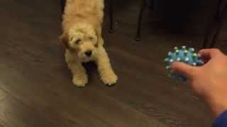 How Harvey the Goldendoodle reacts to new toys  10 week old puppy [upl. by Surazal]