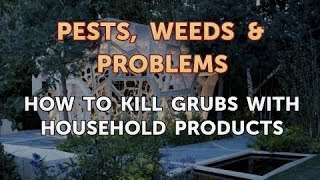 How to Kill Grubs With Household Products [upl. by Akeryt124]