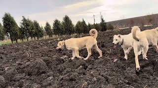 AKBAŞ KANGAL HAYMANA YAVRULARI GEZMEYE GÖTÜRDÜM akbaş kangal kangaldog [upl. by Nitsirt]