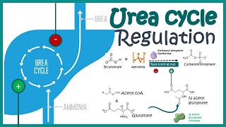 Regulation of the Urea cycle [upl. by Kathlin552]