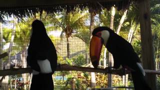 A Toco Toucan Courtship [upl. by Eynobe606]