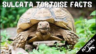 Facts About Sulcata Tortoises Youve Got to Hear [upl. by Akahc]