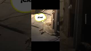 Mira lo que pasa si dejas a tu perro en la calle porhaynomas perros humor video viralvideo [upl. by Buchalter]