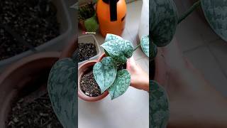 Repotting WellRooted Scindapsus pictus quotExoticaquot Cuttings  Satin Pothos Plant Care [upl. by Rona3]