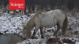 Pleistocene Park Born to rewild [upl. by Gus734]