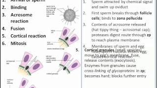 The Process of Fertilization IB Biology [upl. by Heer]