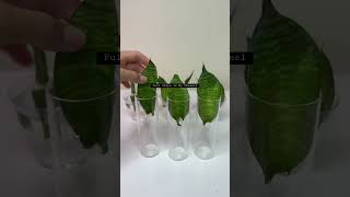 Growing and Propagating of Snake Plant in Water [upl. by Service]