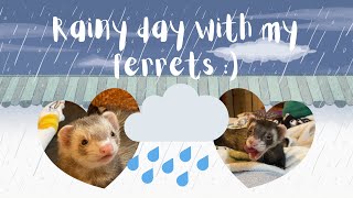 Rainy Day With My Ferrets [upl. by Ayat]