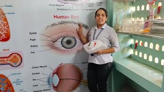 HUMAN EYE  A SENSE ORGAN BY BHARTI MAAM  WISDOM ACADEMY BILARA eyeanatomy [upl. by Yoho]