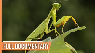 The World of Insects  Unveiling Earths Mini Giants  Full Documentary [upl. by Newbold]