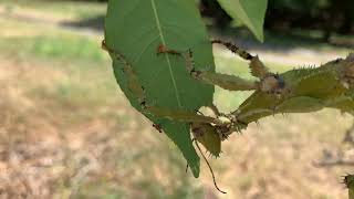 Spiny Leaf Insect Chomps on Rose Leaves [upl. by Colette]