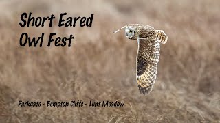 Short Eared Owl Fest [upl. by Child]