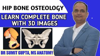 HIP BONE OSTEOLOGY [upl. by Collis]