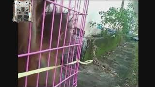 Baby orangutan rescued after being held captive for several months [upl. by Ayatan]