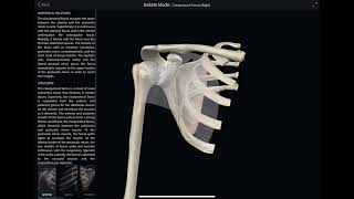 Structures that pierce the clavipectoral fascia 3d Anatomy [upl. by Niuq]