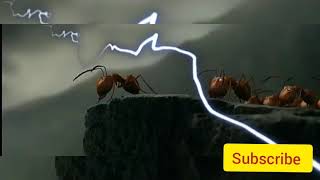 red ants vs black ants final war tagalog dubbed [upl. by Arun964]