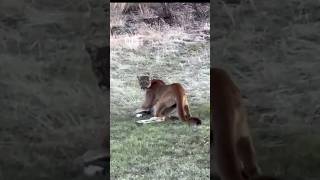 Mountain lion putting some dinner on the table [upl. by Hodgson356]