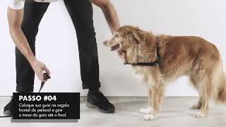 ¿Cómo colocar el zeedog gotham softWalk Harness [upl. by Humberto]