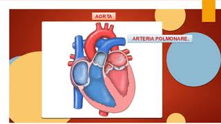 IL CUORE ATRI VENTRICOLI VALVOLE e CORONARIE [upl. by Jaquelyn]