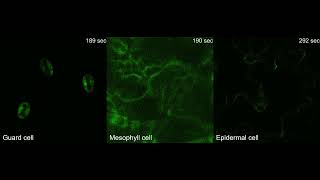 RealTime Imaging of Ca2 Signals in Guard Mesophyll and Epidermal Cells Upon Exposure to Z3HAL [upl. by Sudbury]