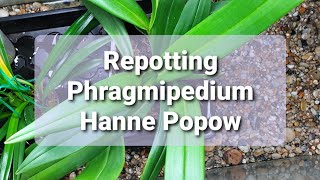 Phragmipedium Hanne Popow Repot [upl. by Taima]