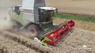 CLAAS TRION 520 A LA MOISSON BLE TENDRE 2024 [upl. by Tim151]