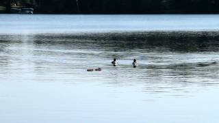 loons singing on Pardee Lake Vilas County Wisconsin [upl. by Cristiona]