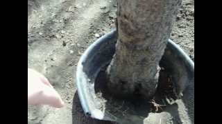 How to Get Rid of Peach Tree Borers [upl. by Asilec]