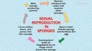 Reproduction in Sponges [upl. by Nairb405]