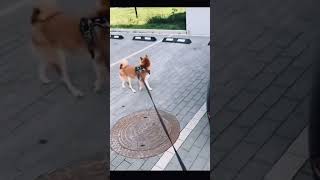 Cute Dog Rescue ❤️ cute animal shorts shortvideo viralvideo trending funny animals tiktok [upl. by Kandace]