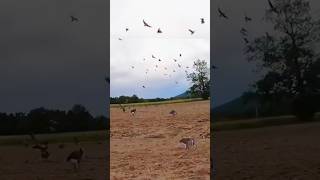 at a amazing hunting season geese at the brand hunting  video viral hunting birds plizz [upl. by Chalmers611]