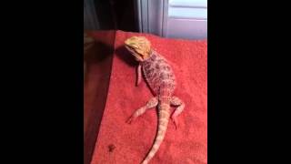 My bearded dragon has trouble walking [upl. by Grew378]