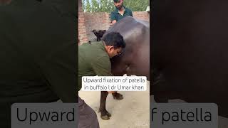 Upward fixation of patella in buffalo l dr Umar khan [upl. by Feld]