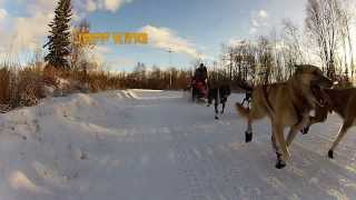 2014 Kuskokwim 300 SledDog Race quotAniak Checkpointquot [upl. by Luamaj334]