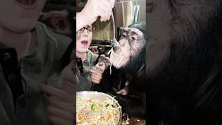 Angada Tara and Vānara eating rice amp ricenoodles with vegetables chimp chimpanzee ape monkey [upl. by Dougald155]