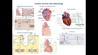 Cardiac muscle cells physiology and concepts [upl. by Obau327]