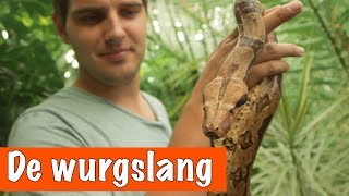 De wurgslang Boa constrictor🐍  DierenpraatTV [upl. by Satterfield292]