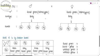 Differences between Mendels First amp Second law [upl. by Bobbie]