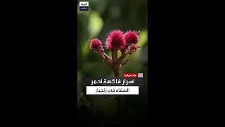 عيد اليحيى يوضح أهمية فاكهة أحمر الشفاه عند الهندوس وقبائل الماساي [upl. by Atnuahsal]