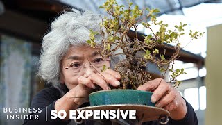 Why Bonsai Are So Expensive  So Expensive [upl. by Jonah]