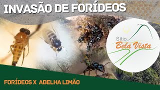 Ataque de Forídeos X Abelha Limão Lestrimelitta limao [upl. by Ion447]