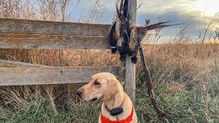 2024 South Dakota Pheasant Hunt [upl. by Einhapets]